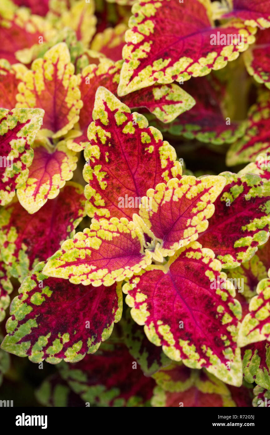 Solenostemon "Red Dwarf". Stockfoto
