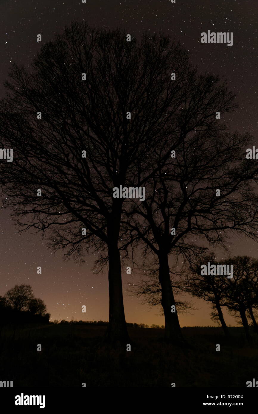 Sterne leuchten durch Oak Tree Branches mit Orion niedrig am Horizont Oakley Hampshire Stockfoto