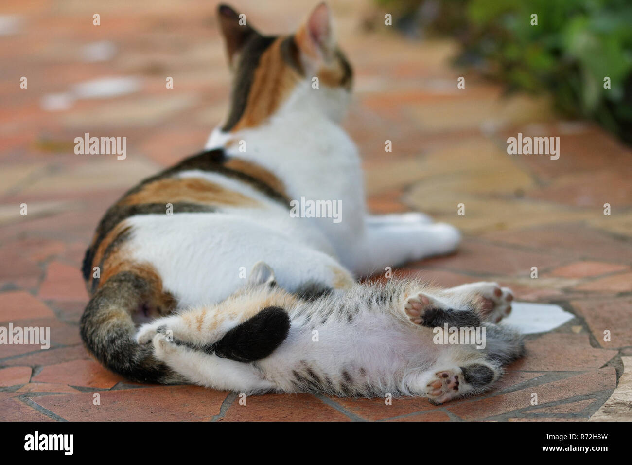 Kätzchen schildpatt Katze spielen mit Erwachsenen mom Schwanz Stockfoto