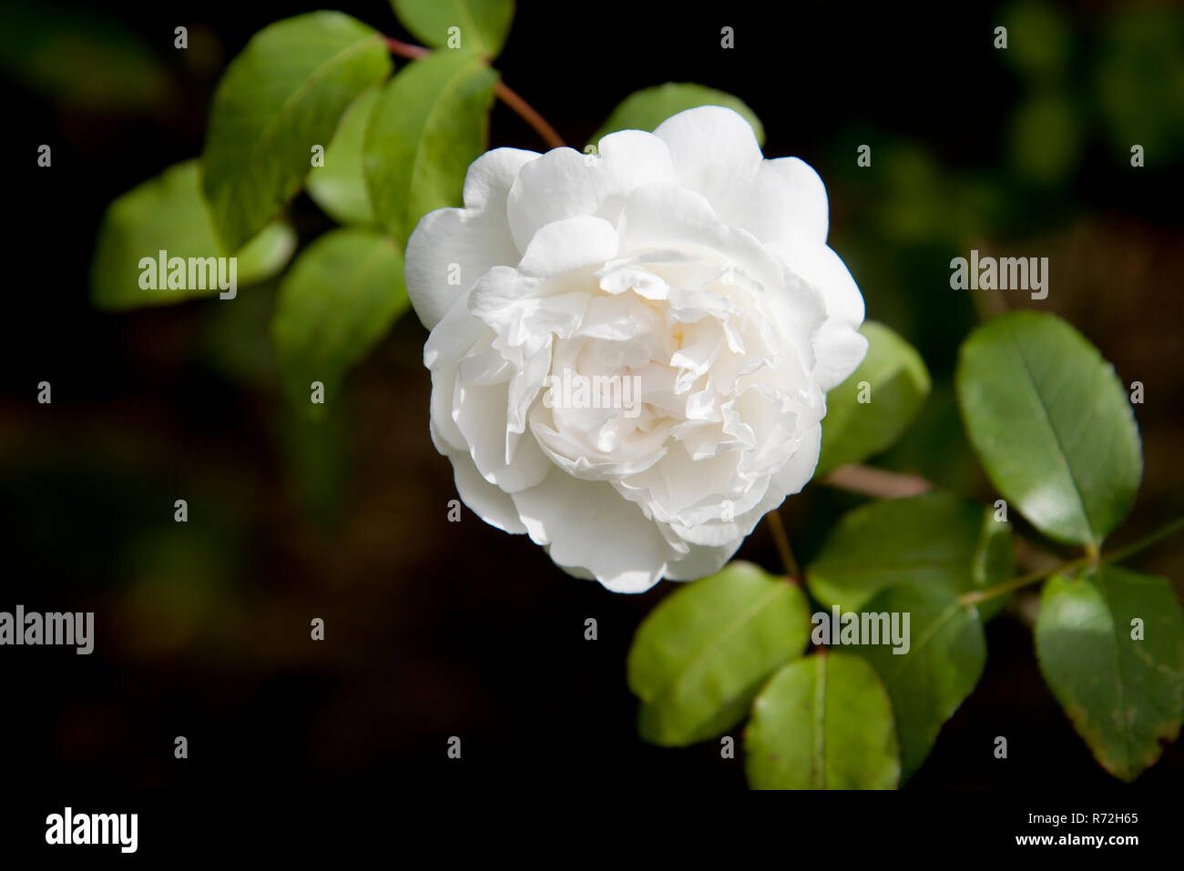 Rose Winchester Cathedral Stockfoto