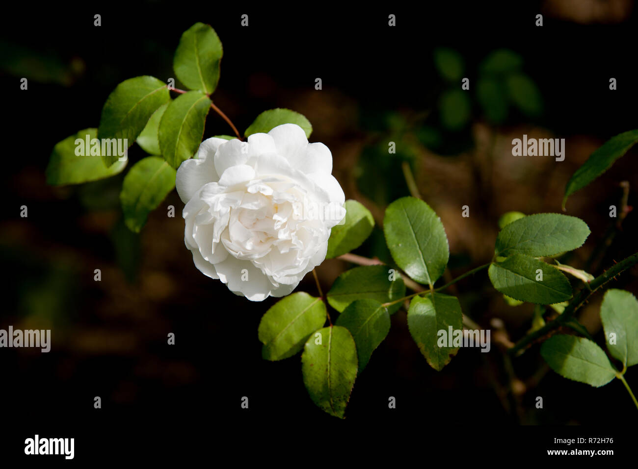 Rose Winchester Cathedral Stockfoto