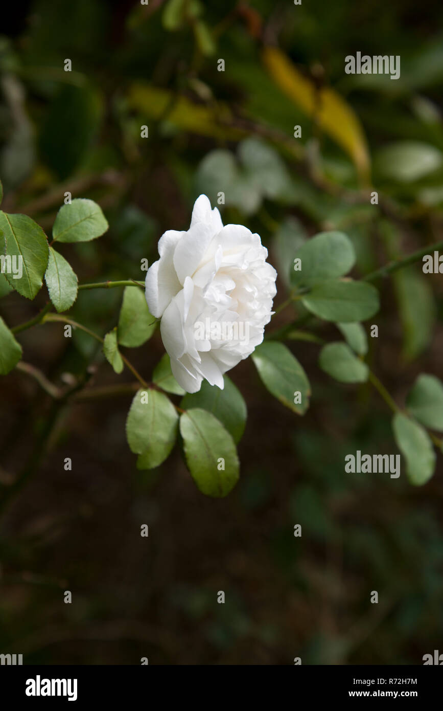 Rose Winchester Cathedral Stockfoto