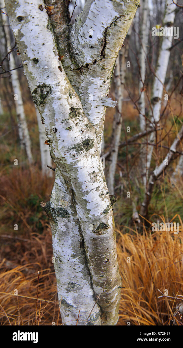 Ineinandergegriffen birke Trunks, Niedersachsen, Deutschland, (Betula spec.) Stockfoto