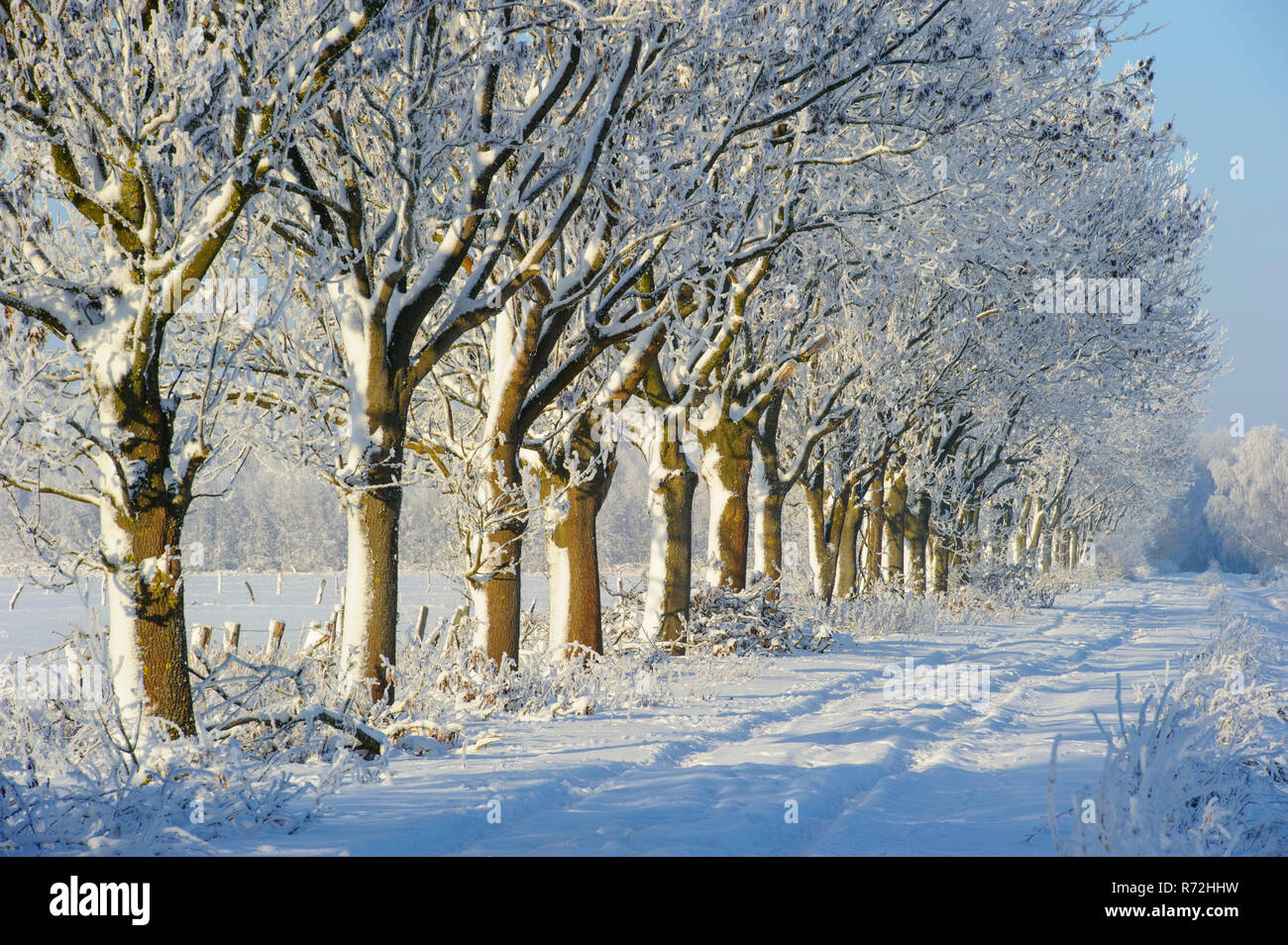 Allee, Boller Heide, Oldenburger Münsterland, Niedersachsen
