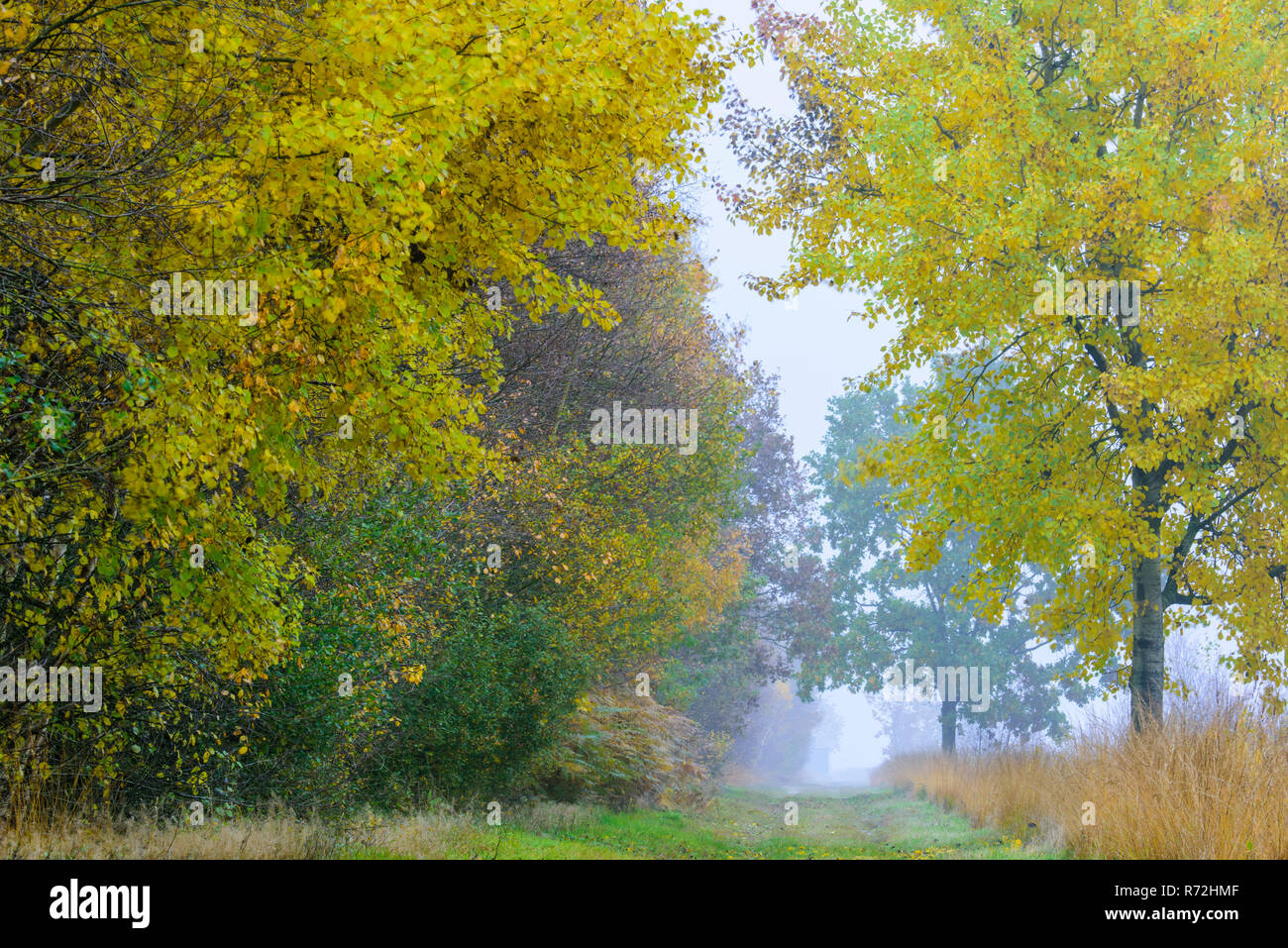 Diepholzer Moorniederung, Goldenstedter Moor, Niedersachsen, Oldenburger Münsterland, Deutschland, Oldenburger Münsterland Stockfoto