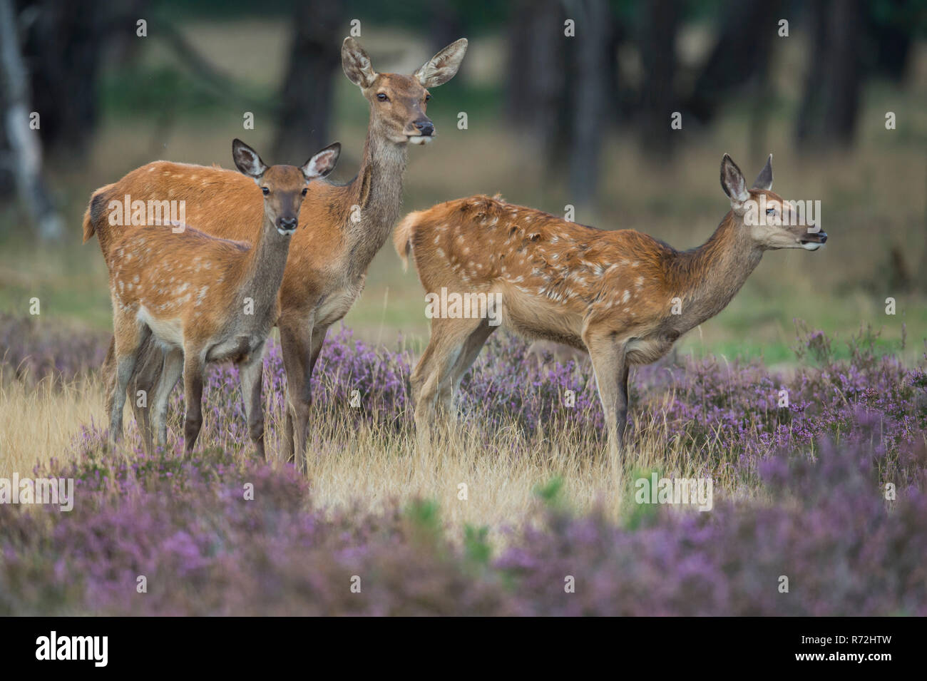 Rothirsche, Nationalpark Hoge Veluwe, Gelderland, Niederlande, (Cervus elaphus) Stockfoto