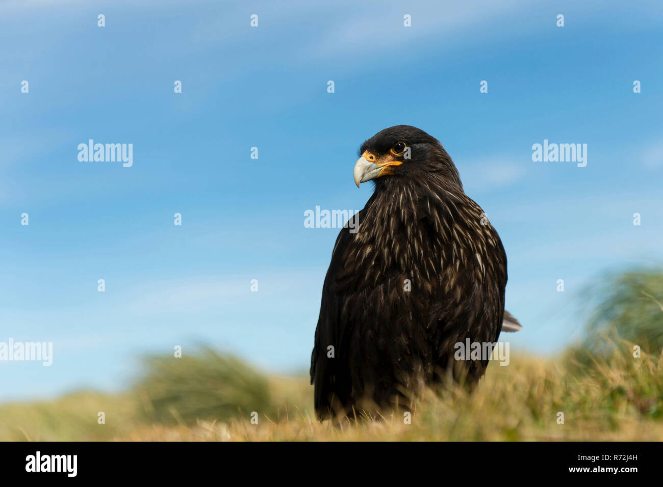 Seelöwen Island, Falkland Inseln, Großbritannien, Südlicher Karakara, (Phalcoboenus australis) Stockfoto