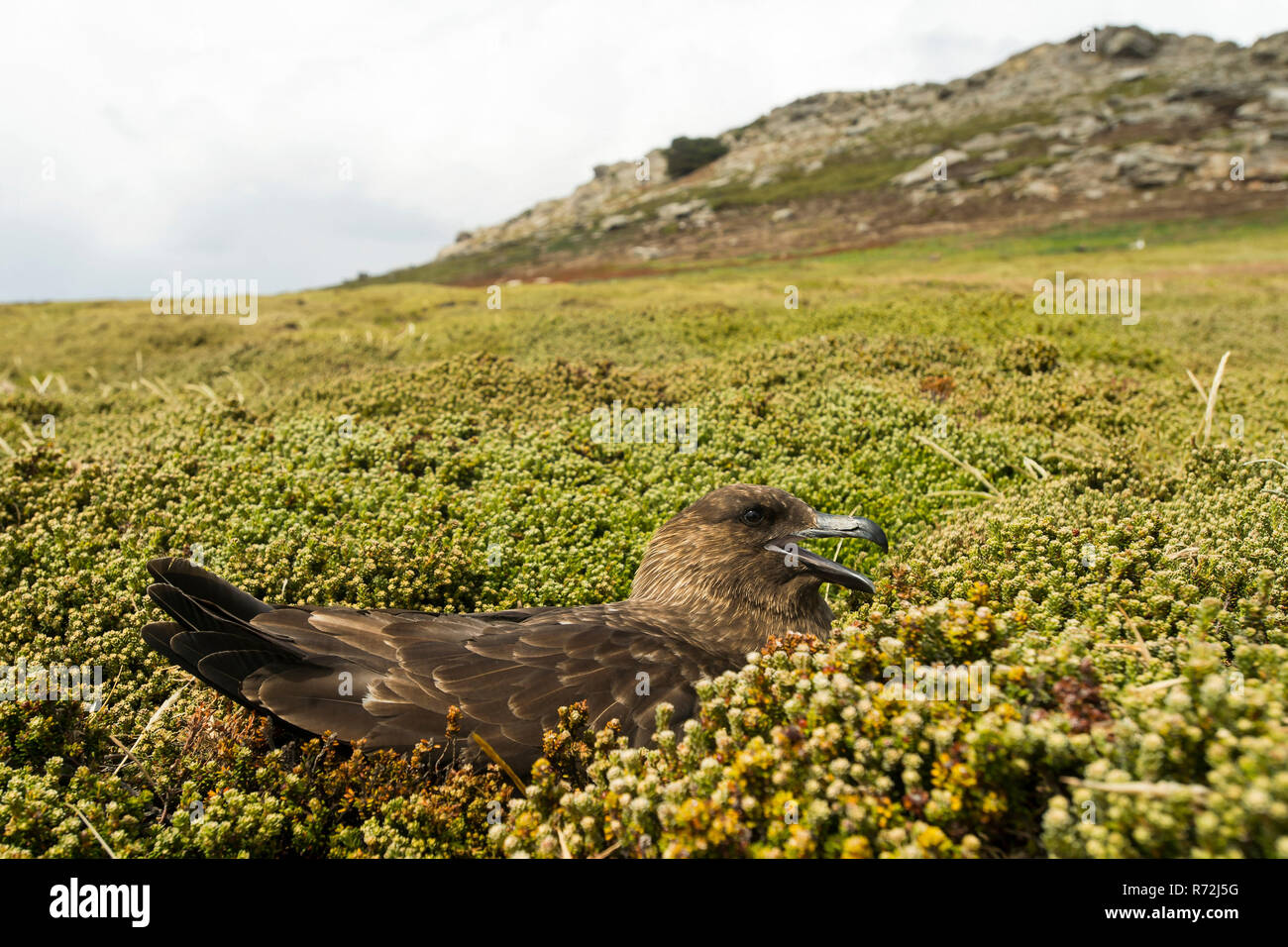 Karkasse Island, Falkland Inseln, Großbritannien, subantarktischen Skua, (Eulen antarcticus) Stockfoto
