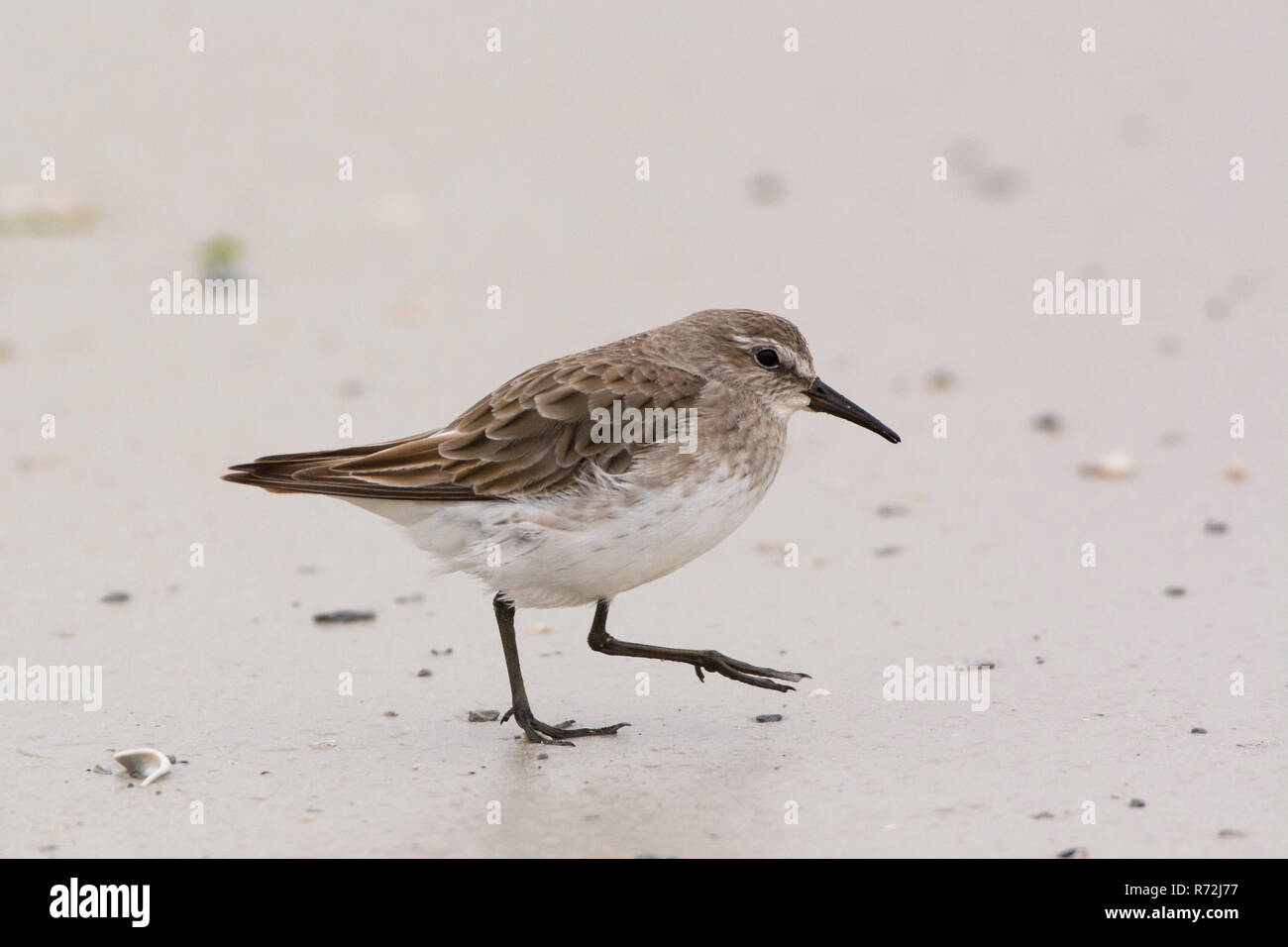 Pebble Island, Falkland Inseln, Großbritannien, White-rumped Sandpiper (Calidris fuscicollis) Stockfoto
