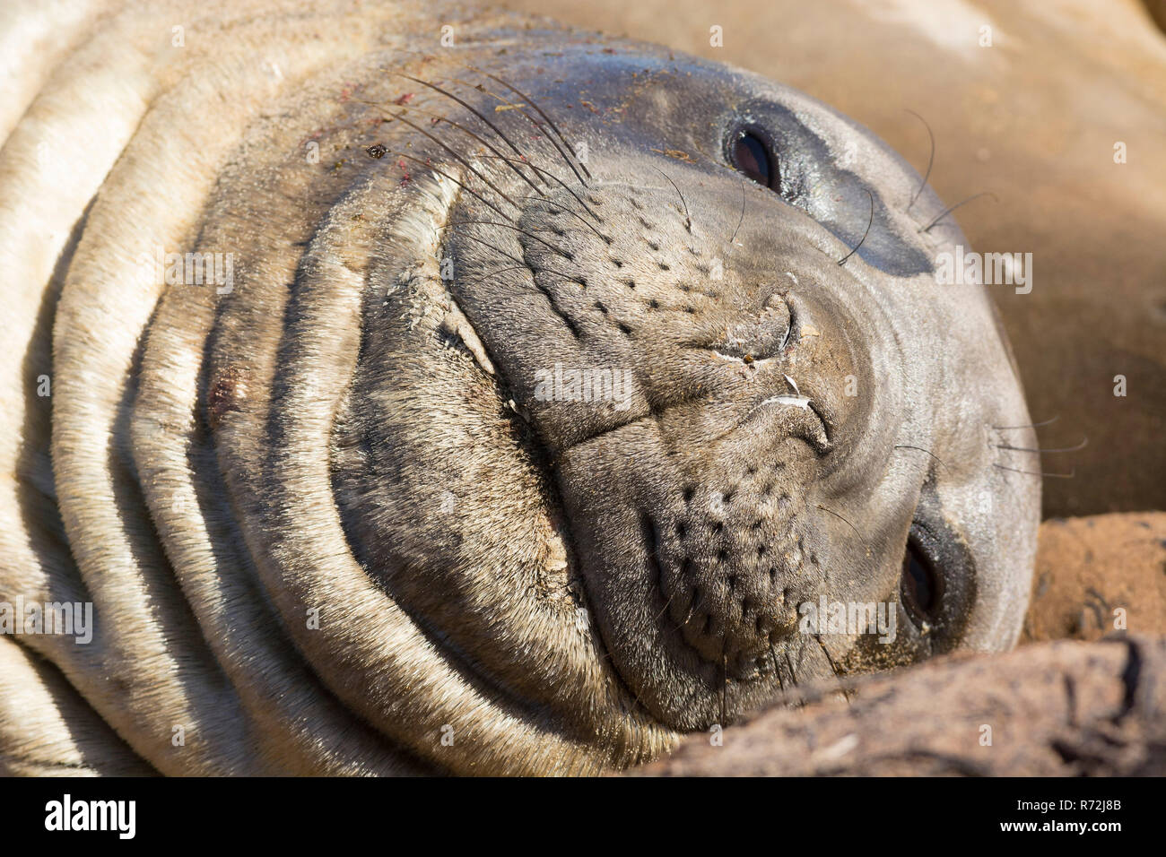 Seelöwen Island, Falkland Inseln, Großbritannien, Südlicher See-Elefant (Mirounga leonina leonina) Stockfoto