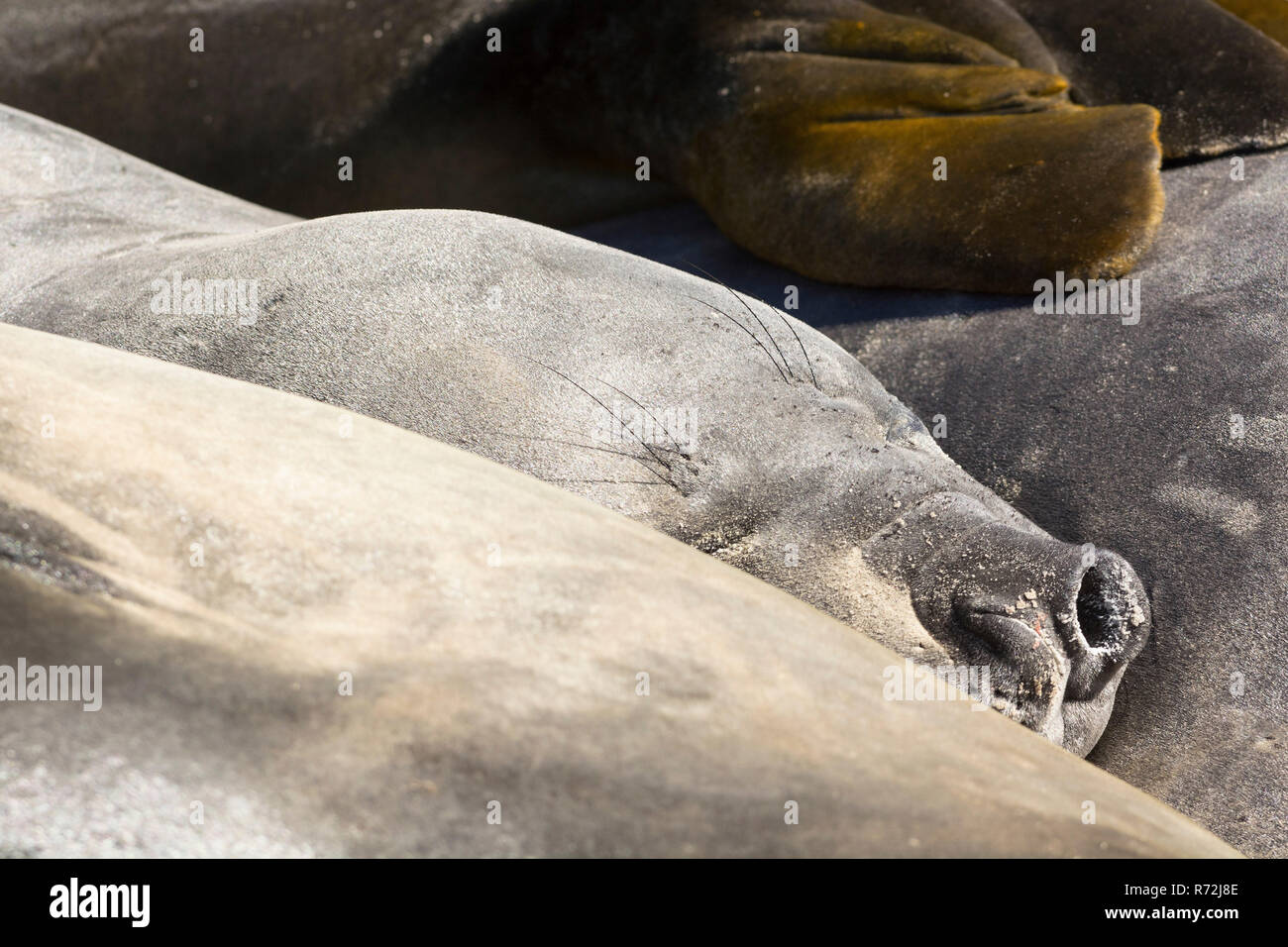 Seelöwen Island, Falkland Inseln, Großbritannien, Südlicher See-Elefant (Mirounga leonina leonina) Stockfoto