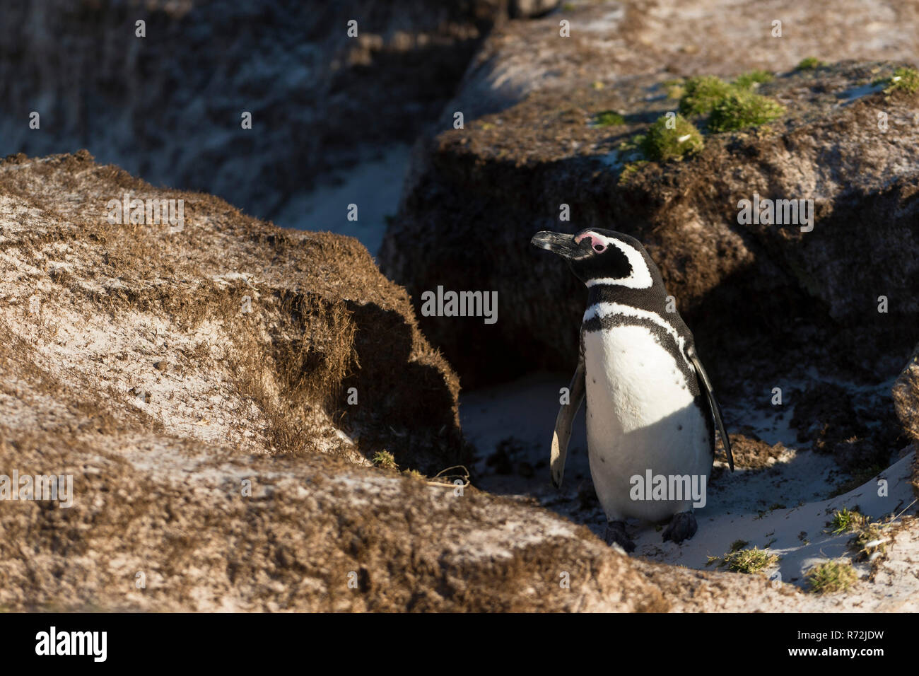 Freiwillige Punkt, Falkland Inseln, Großbritannien, Magellanic Penguin, Spheniscus Magellanicus) Stockfoto