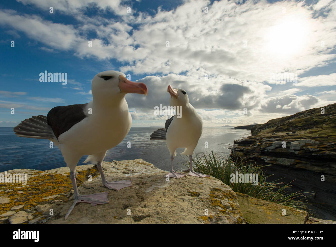 Saunders Island, Falkland Inseln, Großbritannien, Südamerika, Schwarz der tiefsten Albatross, Paar, (Thalassarche melanophris) Stockfoto