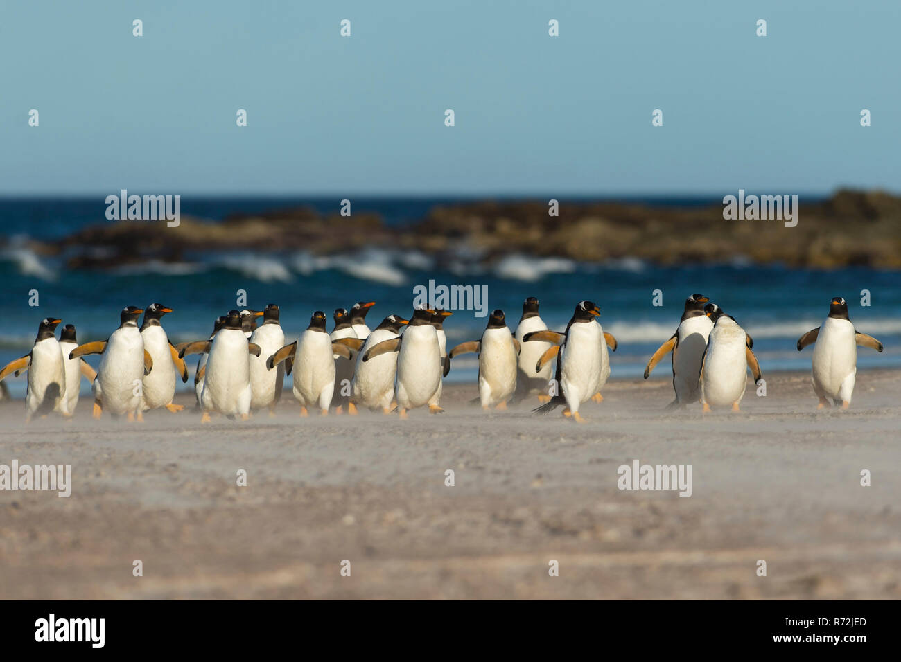 Freiwillige Punkt, Falkland Inseln, Großbritannien, Südamerika, Eselspinguine (Pygoscelis papua) Stockfoto
