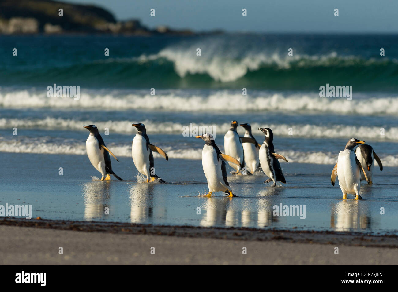 Freiwillige Punkt, Falkland Inseln, Großbritannien, Südamerika, Eselspinguine (Pygoscelis papua) Stockfoto
