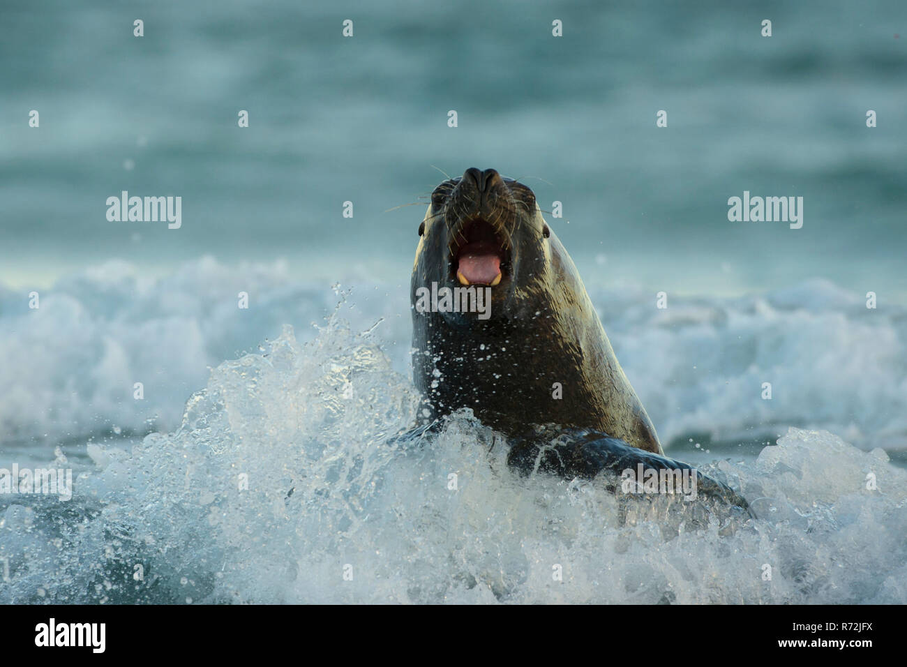 Seelöwen Island, Falkland Inseln, Großbritannien, Südamerikanische Seelöwe, (Otaria flavescens) Stockfoto