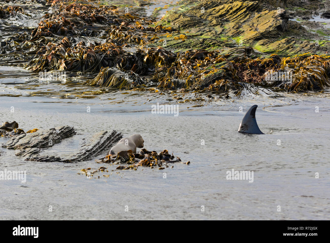 Seelöwen Island, Falkland Inseln, Großbritannien, Killer Whale, Jagd Seelöwen, (Orcinus orca) Stockfoto