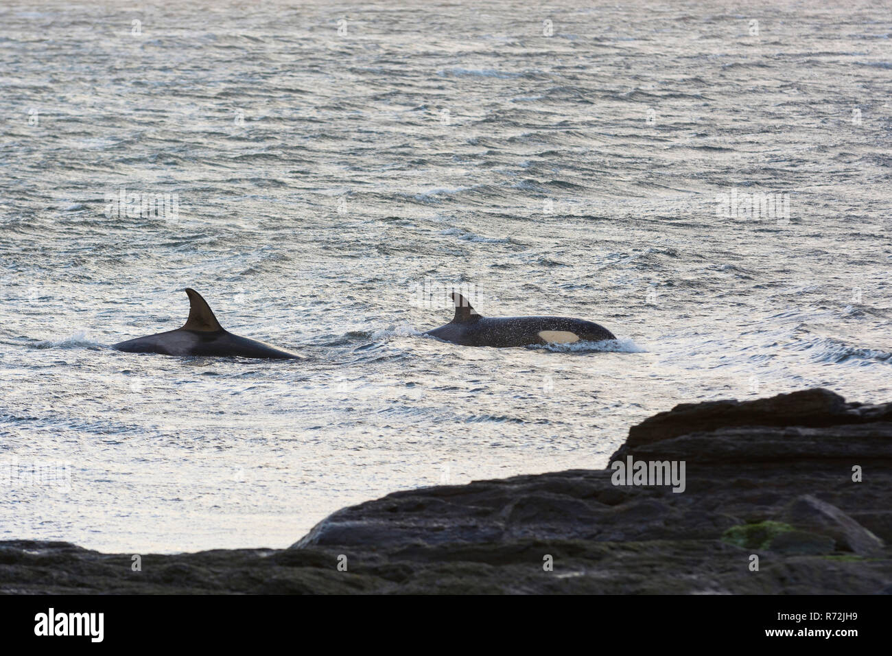 Seelöwen Island, Falkland Inseln, Großbritannien, Killer Whale, Wale, (Orcinus orca) Stockfoto