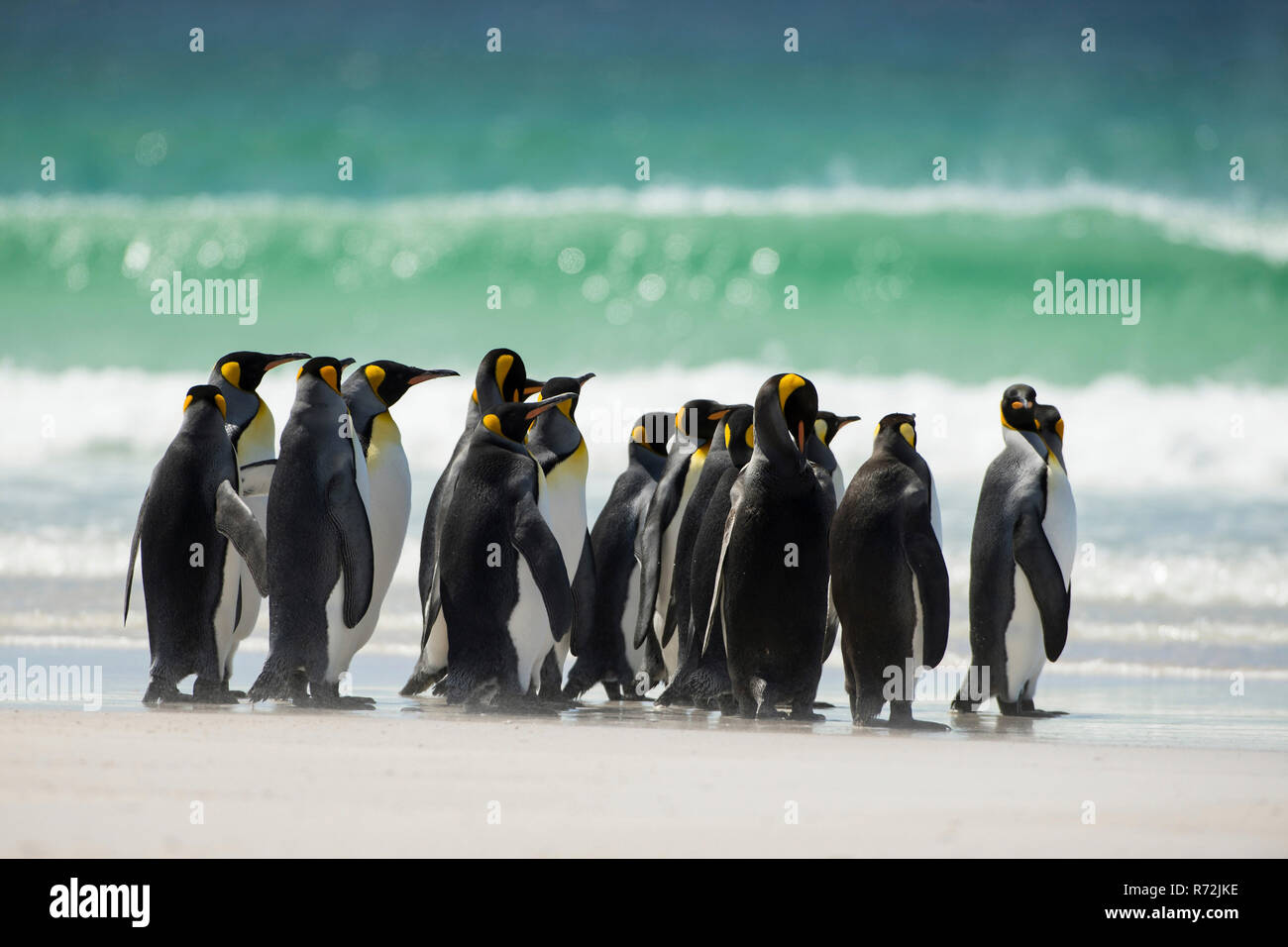 Freiwillige Punkt, Falkland Inseln, Großbritannien, König, Pinguine, (Aptenodytes patagonicus) Stockfoto