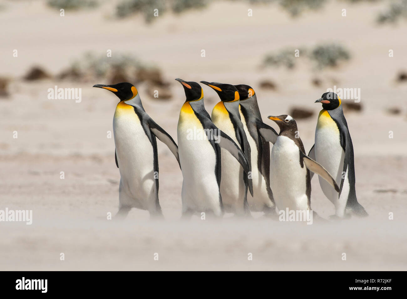 Freiwillige Punkt, Falkland Inseln, Großbritannien, Südafrika Königspinguin (Aptenodytes patagonicus) Stockfoto