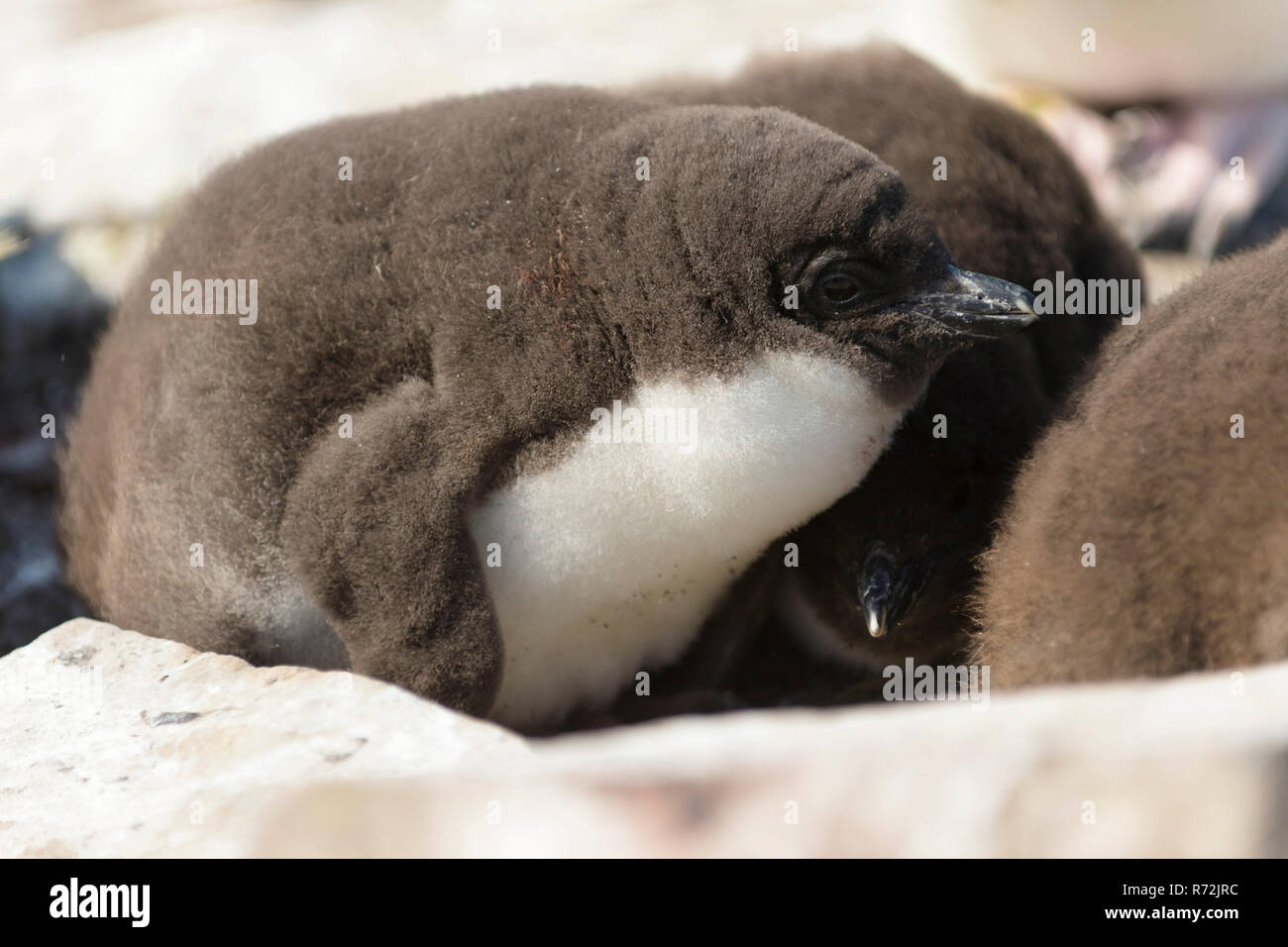 Seelöwen Island, Falkland Inseln, Großbritannien, südlichen rockhopper Penguin, Kichererbsen, (Eudyptes chrysocome) Stockfoto