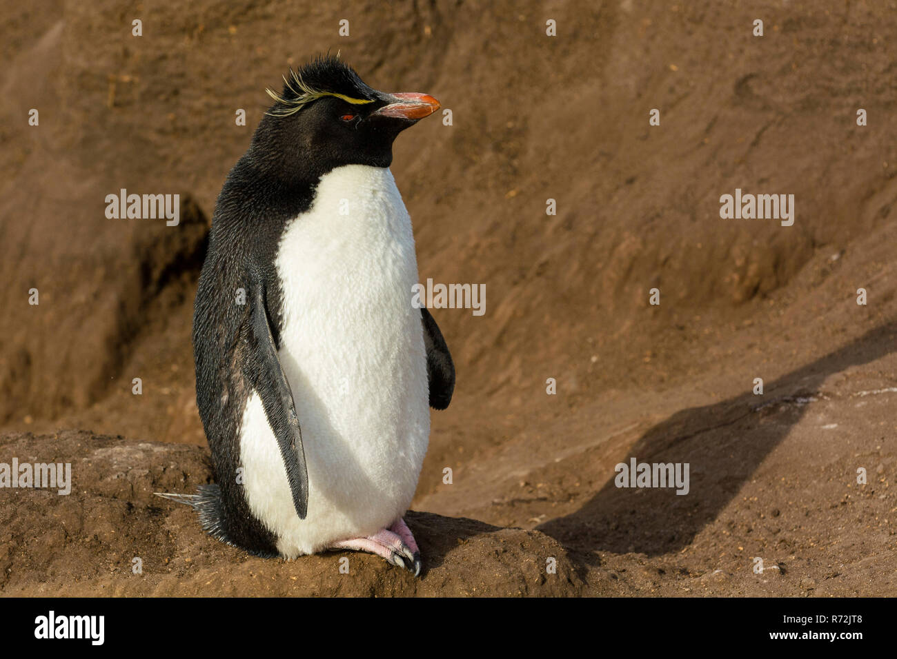 Saunders Island, Falkland Inseln, Großbritannien, südlichen rockhopper Penguin, (Eudyptes chrysocome) Stockfoto