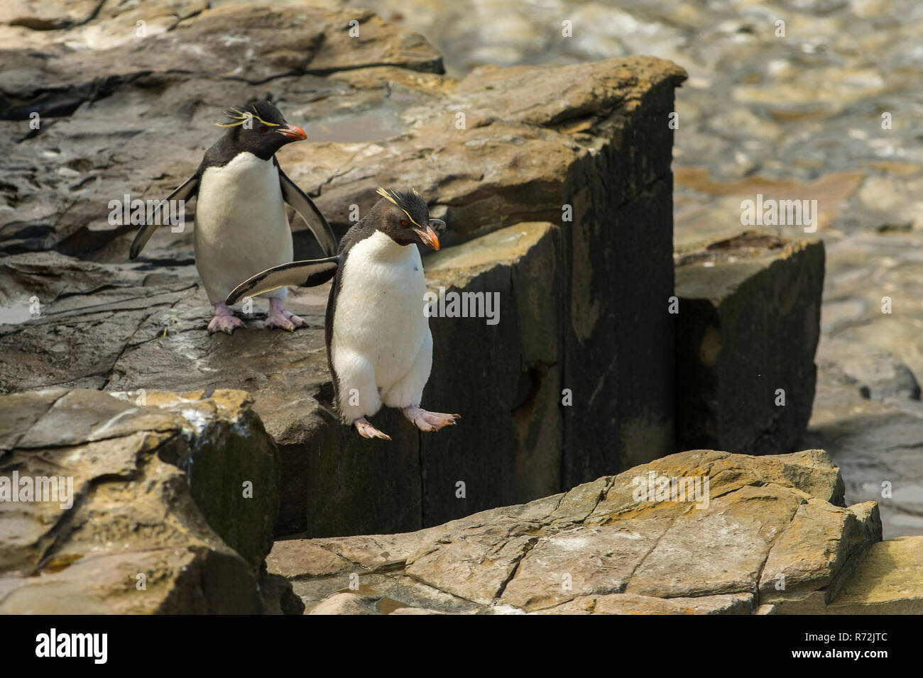 Seelöwen Island, Falkland Inseln, Großbritannien, südlichen rockhopper Pinguine, (Eudyptes chrysocome) Stockfoto