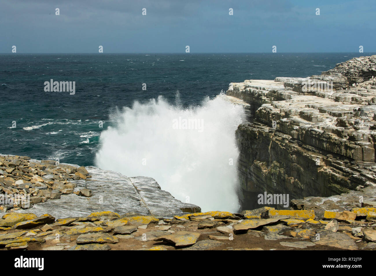 Seelöwen Island, Falkland Inseln, Großbritannien Stockfoto