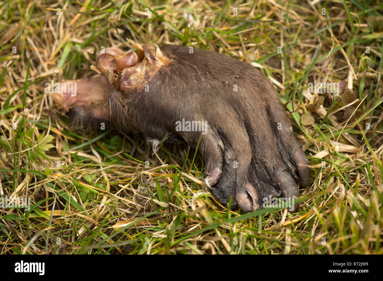 Rosenheim, Bayern, Deutschland, Europa, europäische Biber, Wilderei, getötet, Hinterbein, abgeschnitten, (Castor Fiber) Stockfoto