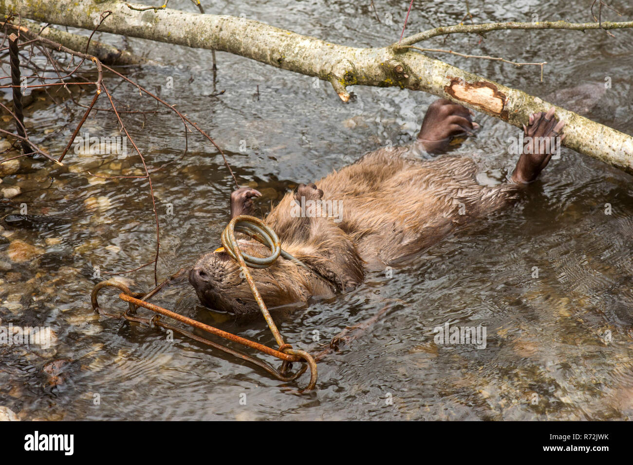 Rosenheim, Bayern, Deutschland, Europa, europäische Biber, Wilderei, getötet, Snap trap, (Castor Fiber) Stockfoto