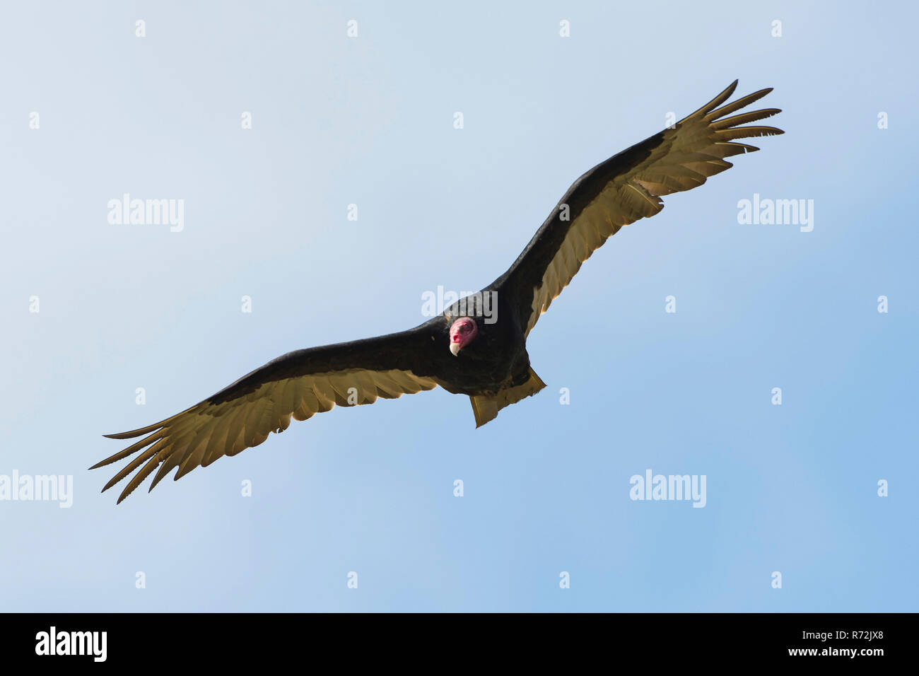 Saunders Island, Falkland Inseln, Großbritannien, Truthahngeier (Cathartes Aura) Stockfoto