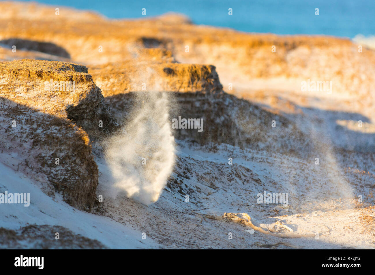 Freiwillige Punkt, Falkland Inseln, Großbritannien, Magellanic Penguin, graben nest Hohlraum (Spheniscus Magellanicus) Stockfoto