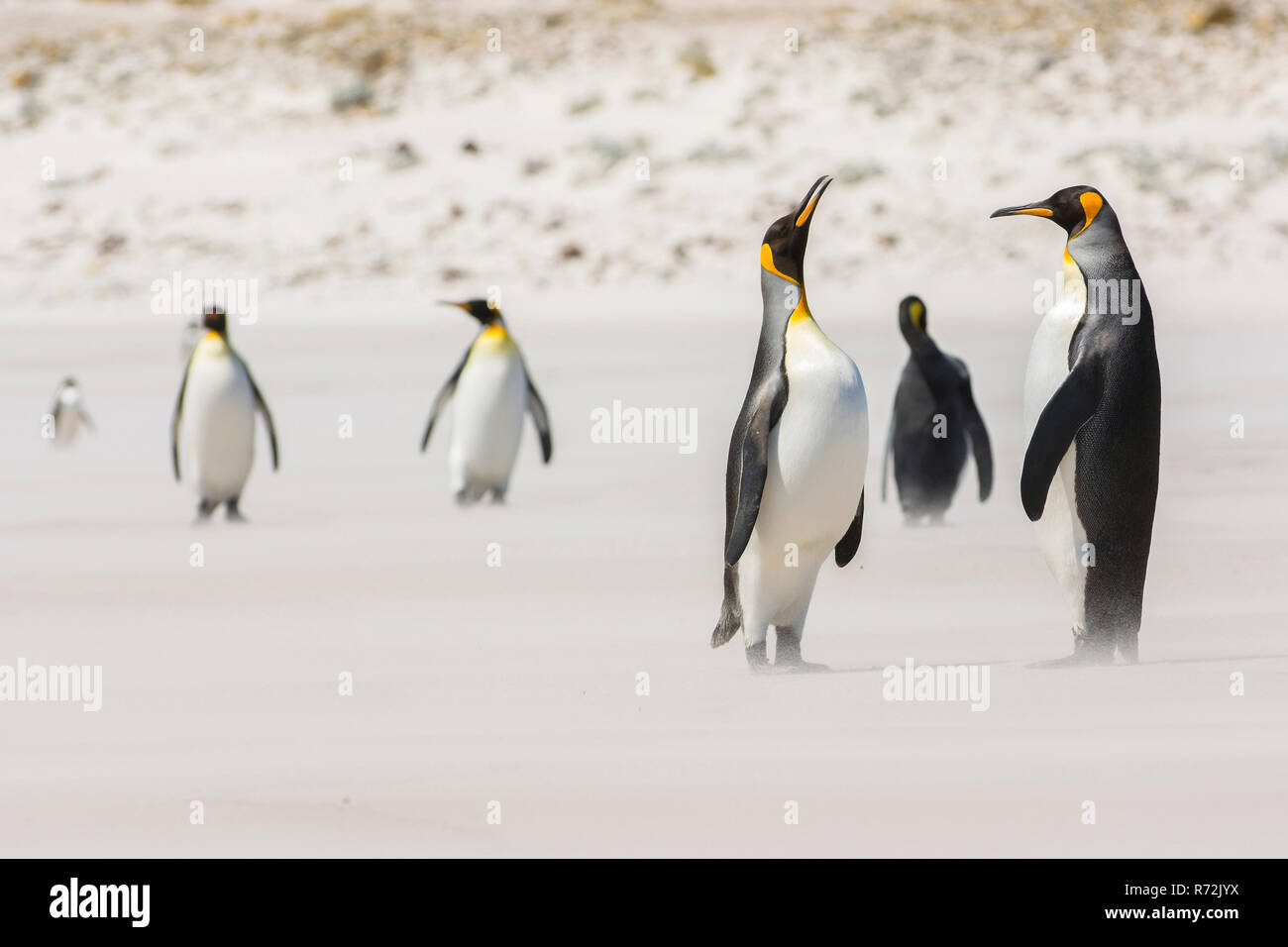 Freiwillige Punkt, Falkland Inseln, Großbritannien, Südafrika Königspinguin (Aptenodytes patagonicus) Stockfoto