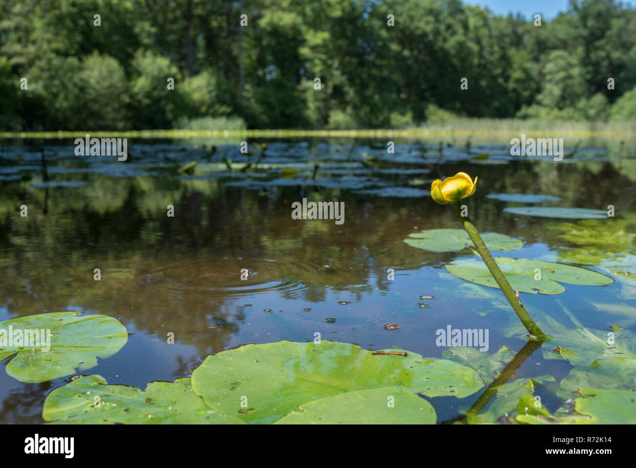 Gelbe Wasserlilie, Hohenlohe, Baden-Württemberg, Deutschland, (Nuphar lutea) Stockfoto