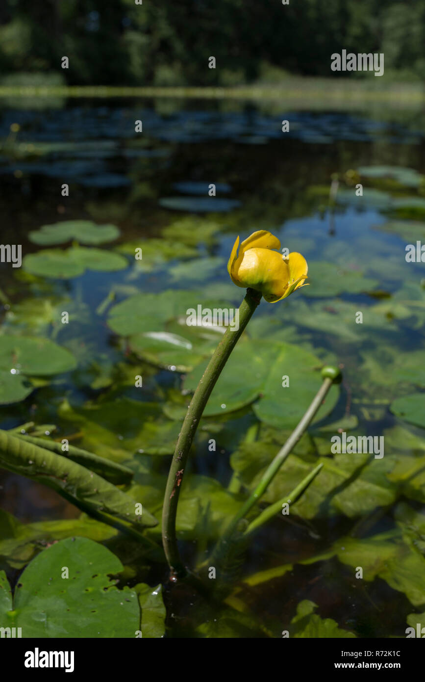 Gelbe Wasserlilie, Hohenlohe, Baden-Württemberg, Deutschland, (Nuphar lutea) Stockfoto