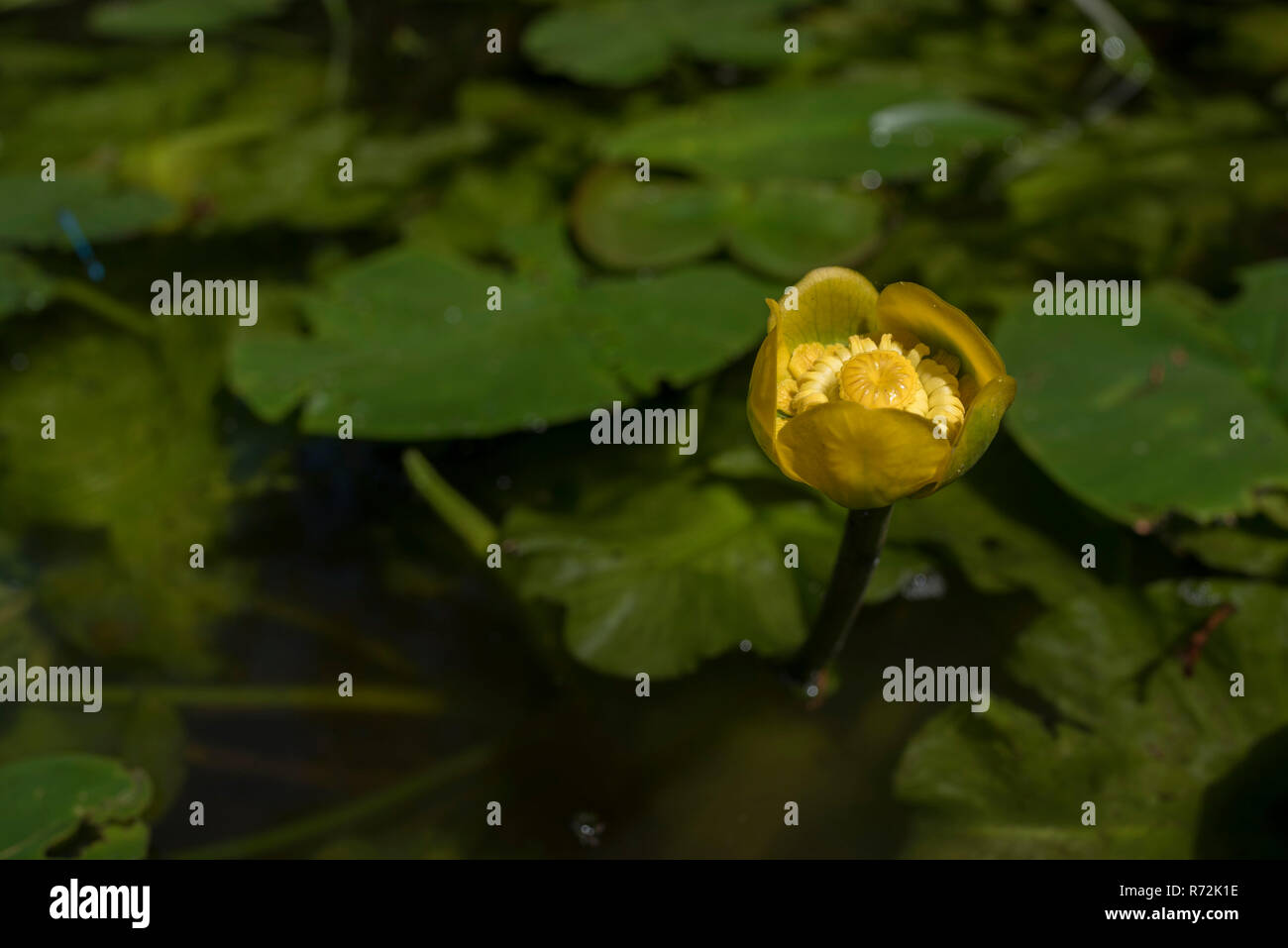 Gelbe Wasserlilie, Hohenlohe, Baden-Württemberg, Deutschland, (Nuphar lutea) Stockfoto