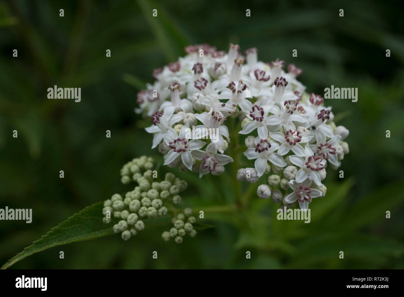 Danewort, Hohenlohe, Baden-Württemberg, Deutschland, (Sambucus ebulus) Stockfoto