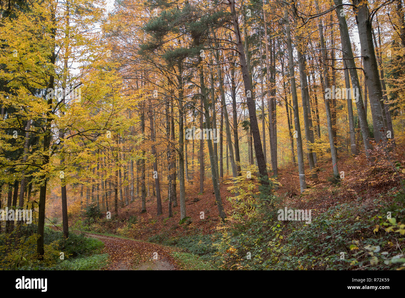 Schwäbisch-fränkischen Wald, Schwaebisch Hall, Hohenlohe, Baden-Württemberg, Heilbronn-franken, Deutschland Stockfoto