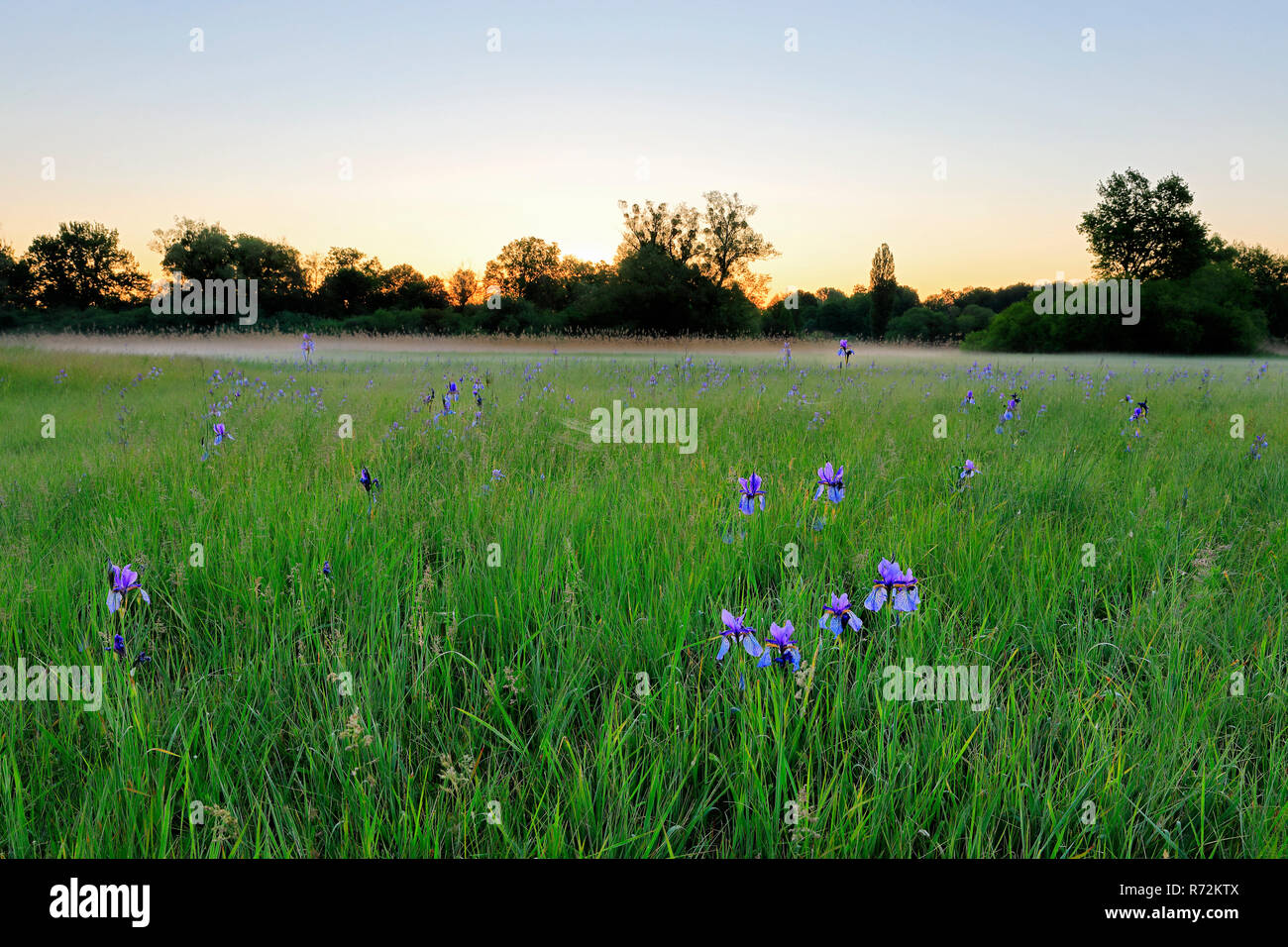 Sibirien Flagge, Eriskircher Ried, Bodensee, Frühling, Deutschland (Iris pumila) Stockfoto