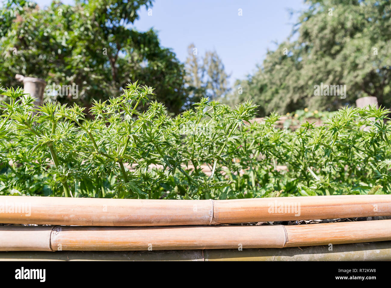 Culantro Baum oder langer Koriander im Gemüsegarten Stockfoto