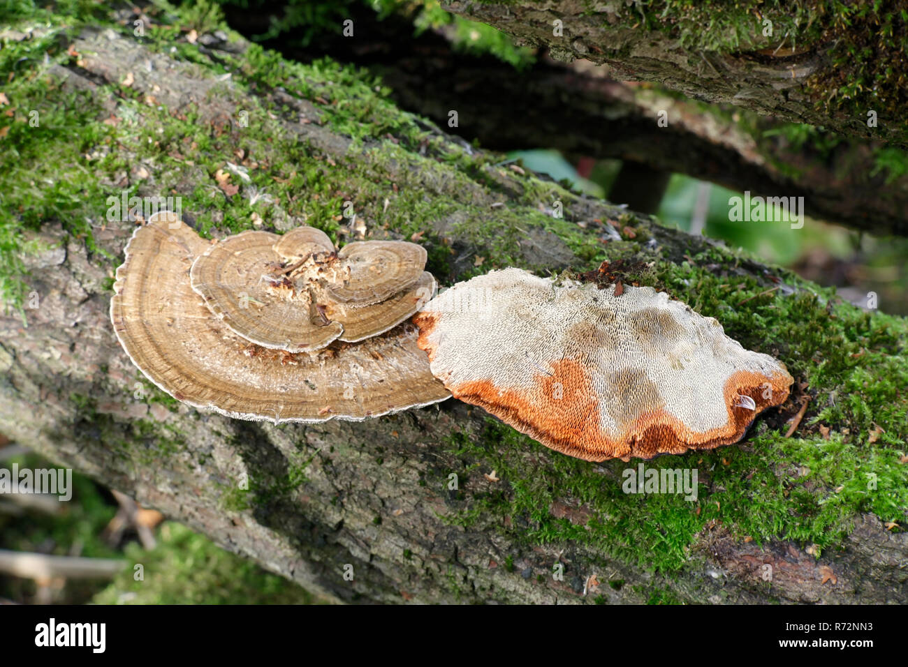 Daedaleopsis Confragosa, allgemein bekannt als die dünnen ummauerte Labyrinth Polypore oder die errötende Halterung Stockfoto