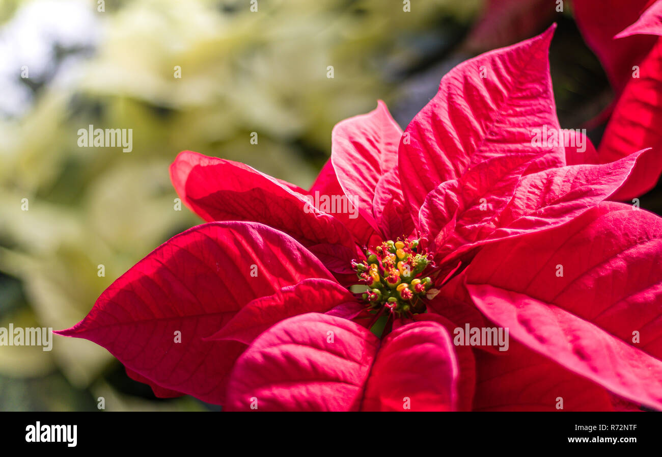 Roter Und Weisser Weihnachtsstern Blumen Im Gewachshaus Einstellung Fur Weihnachten Stockfotografie Alamy