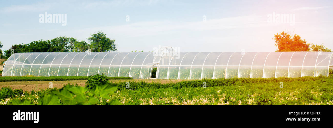 Gewächshäuser im Feld für Sämlinge von Pflanzen, Obst, Gemüse, Kreditvergabe an Landwirte, Ackerland, Landwirtschaft, ländliche Gebiete, agro-industriellen Komplexes. Stockfoto