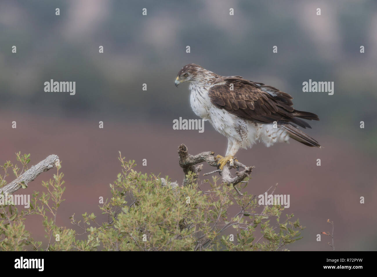 Bonelli von Eagle, Spanien, (Aquila Fasciata) Stockfoto