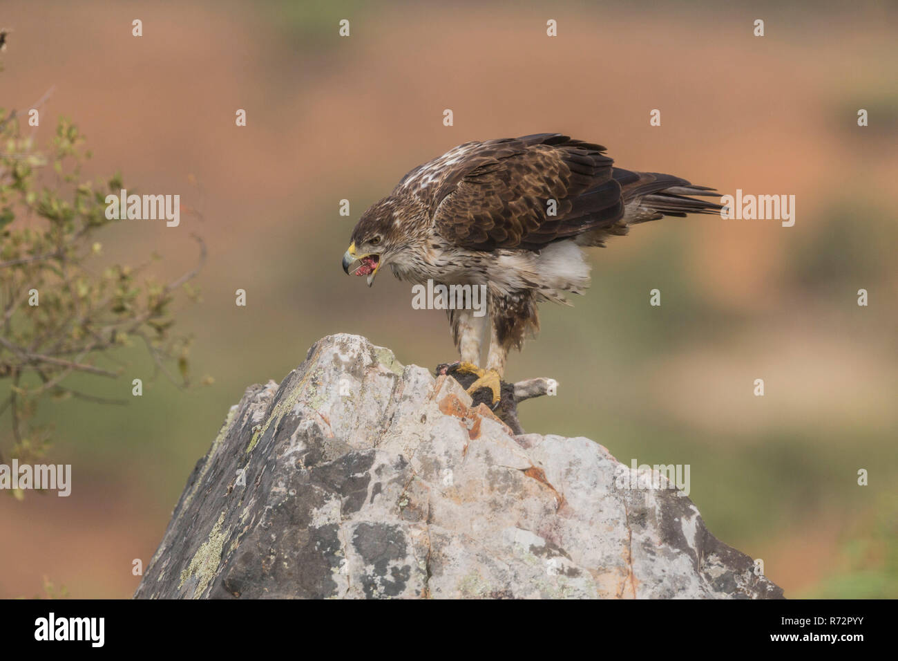 Bonelli von Eagle, Spanien, (Aquila Fasciata) Stockfoto