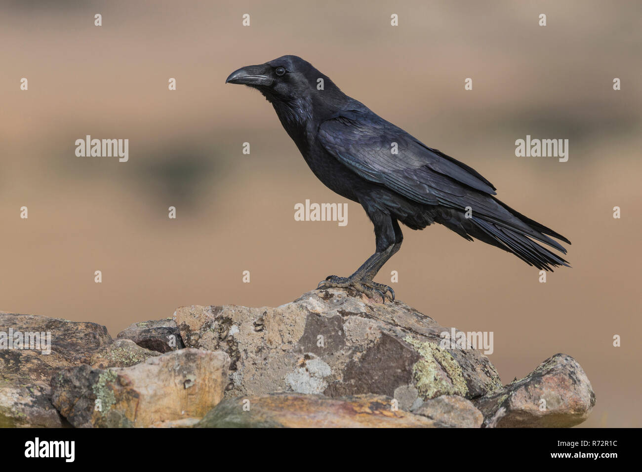 Raven, Spanien, (Corvus Corax) Stockfoto