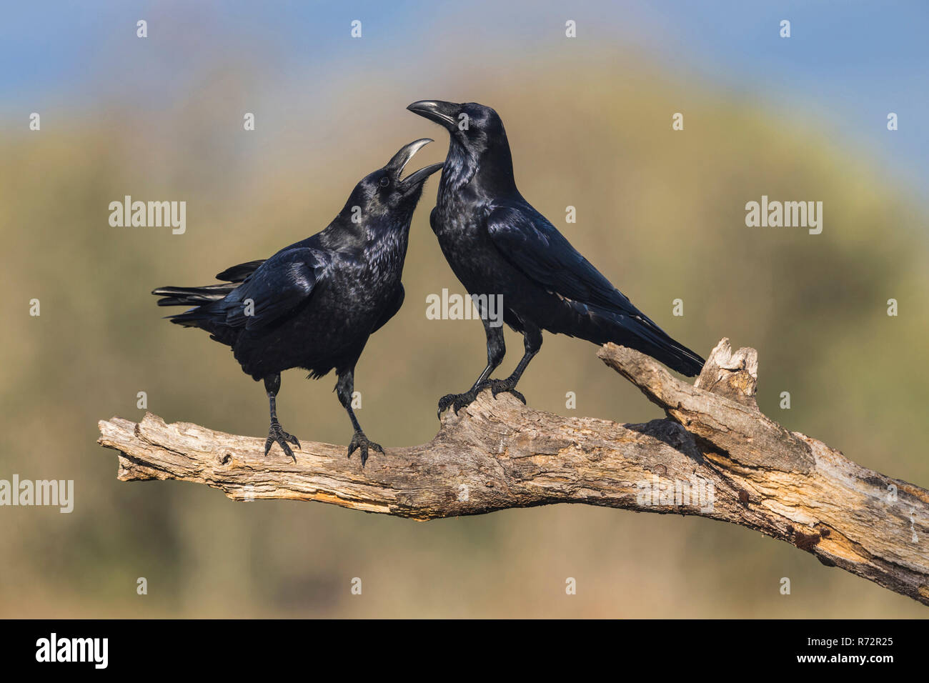 Raven, Spanien, (Corvus Corax) Stockfoto