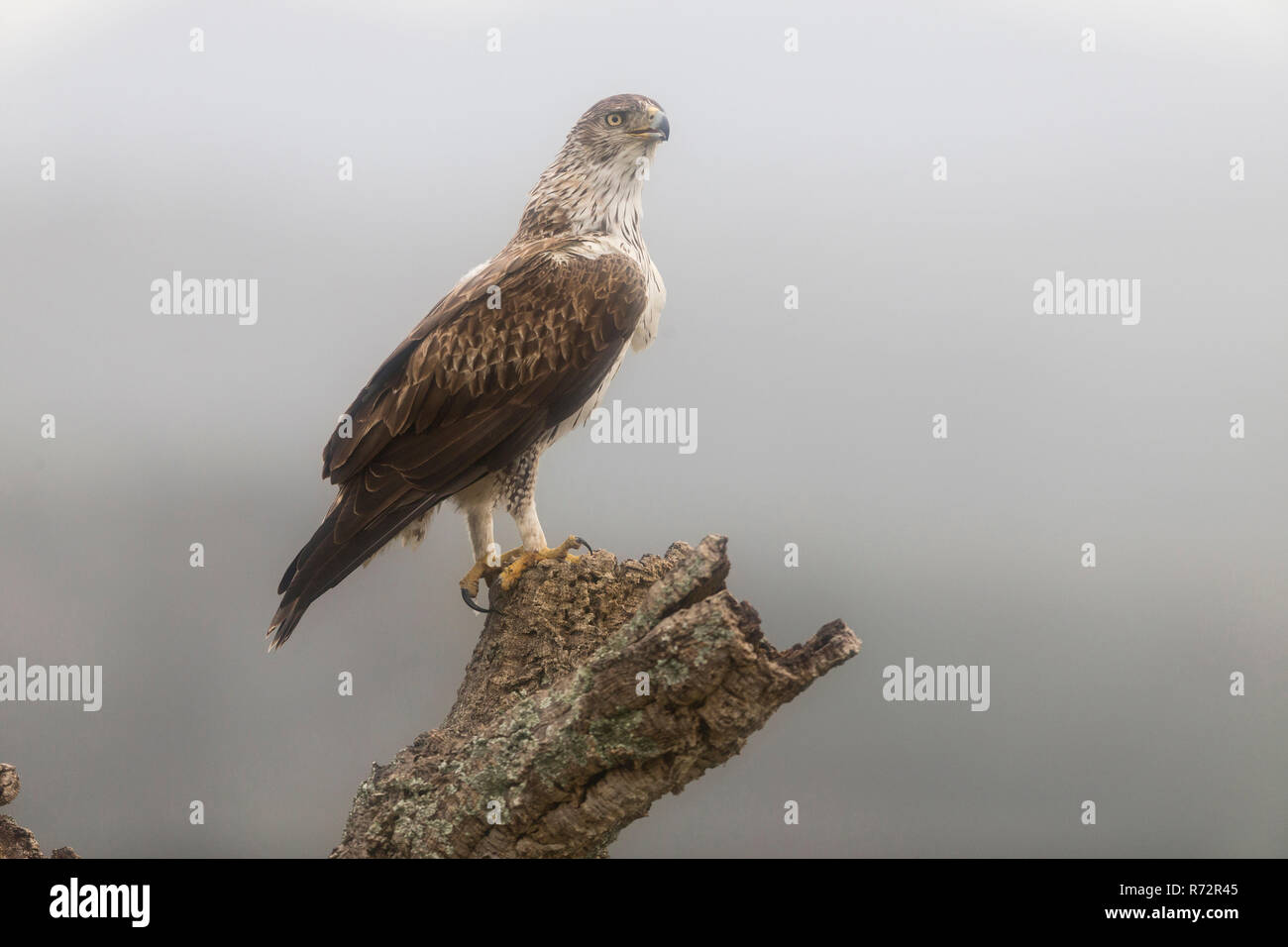Bonelli von Eagle, Spanien, (Aquila Fasciata) Stockfoto