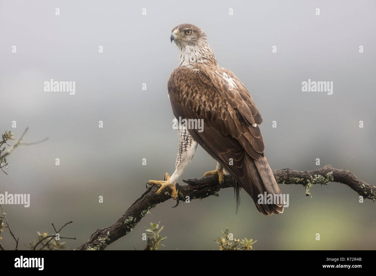 Bonelli von Eagle, Spanien, (Aquila Fasciata) Stockfoto