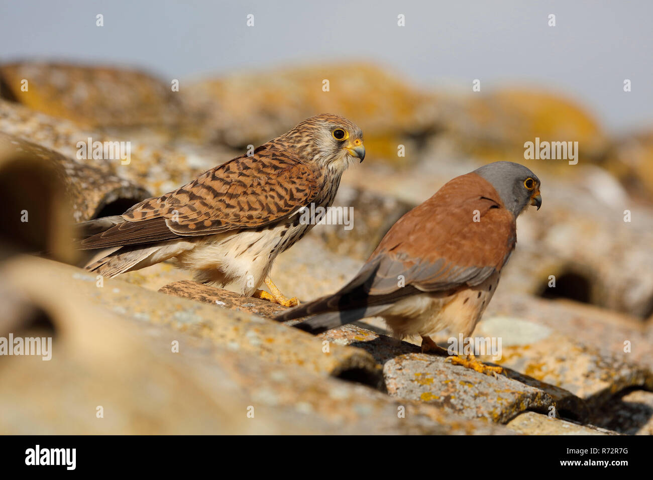 Rötelfalkens, Spanien, (Falco naumanni) Stockfoto